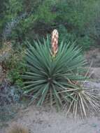 Image of yucca