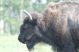 Image of Bison C. H. Smith 1827