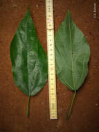 Ficus exasperata Vahl的圖片