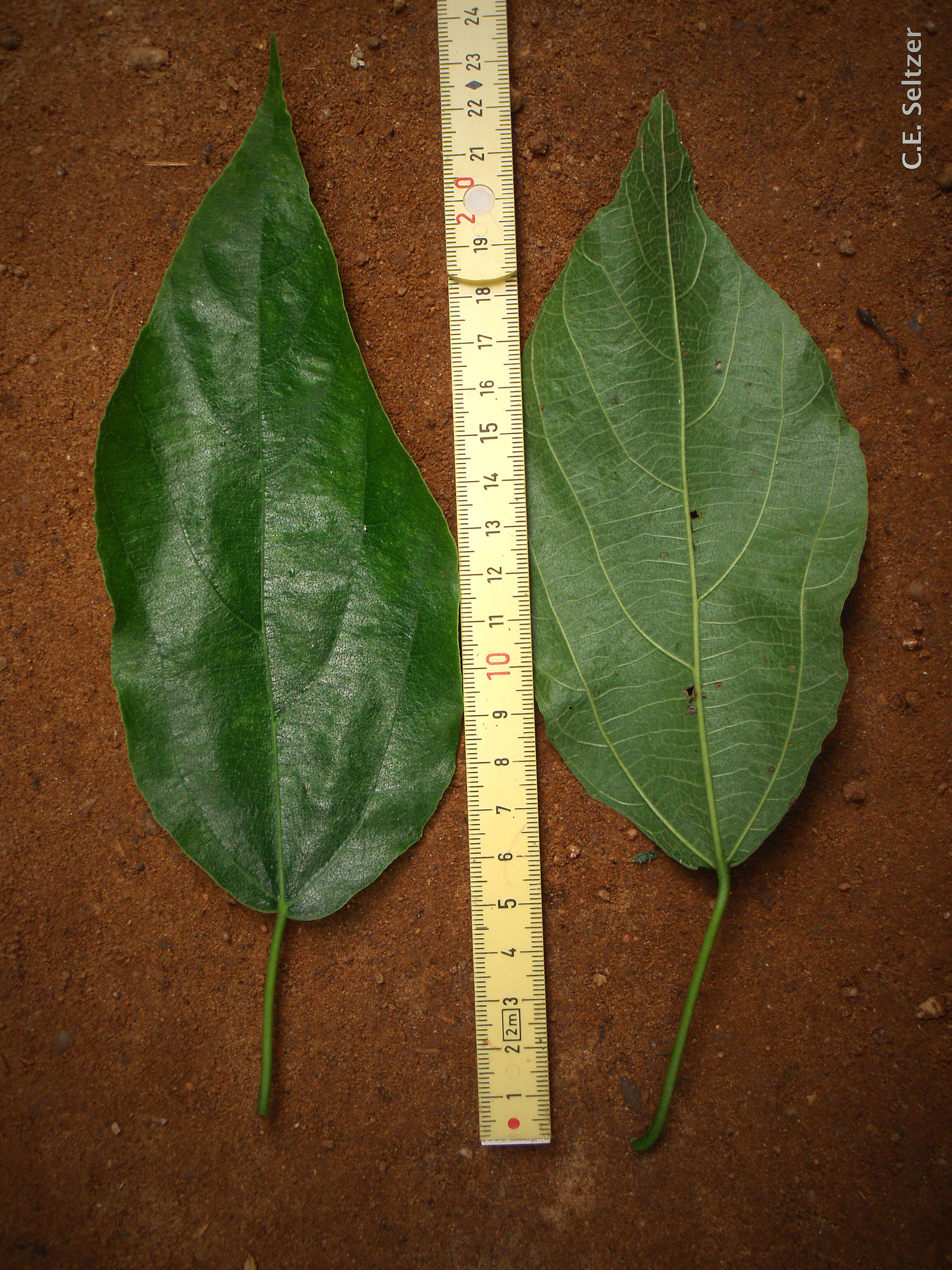 Ficus exasperata Vahl的圖片