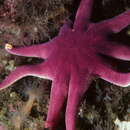 Image of Purple Sun Star