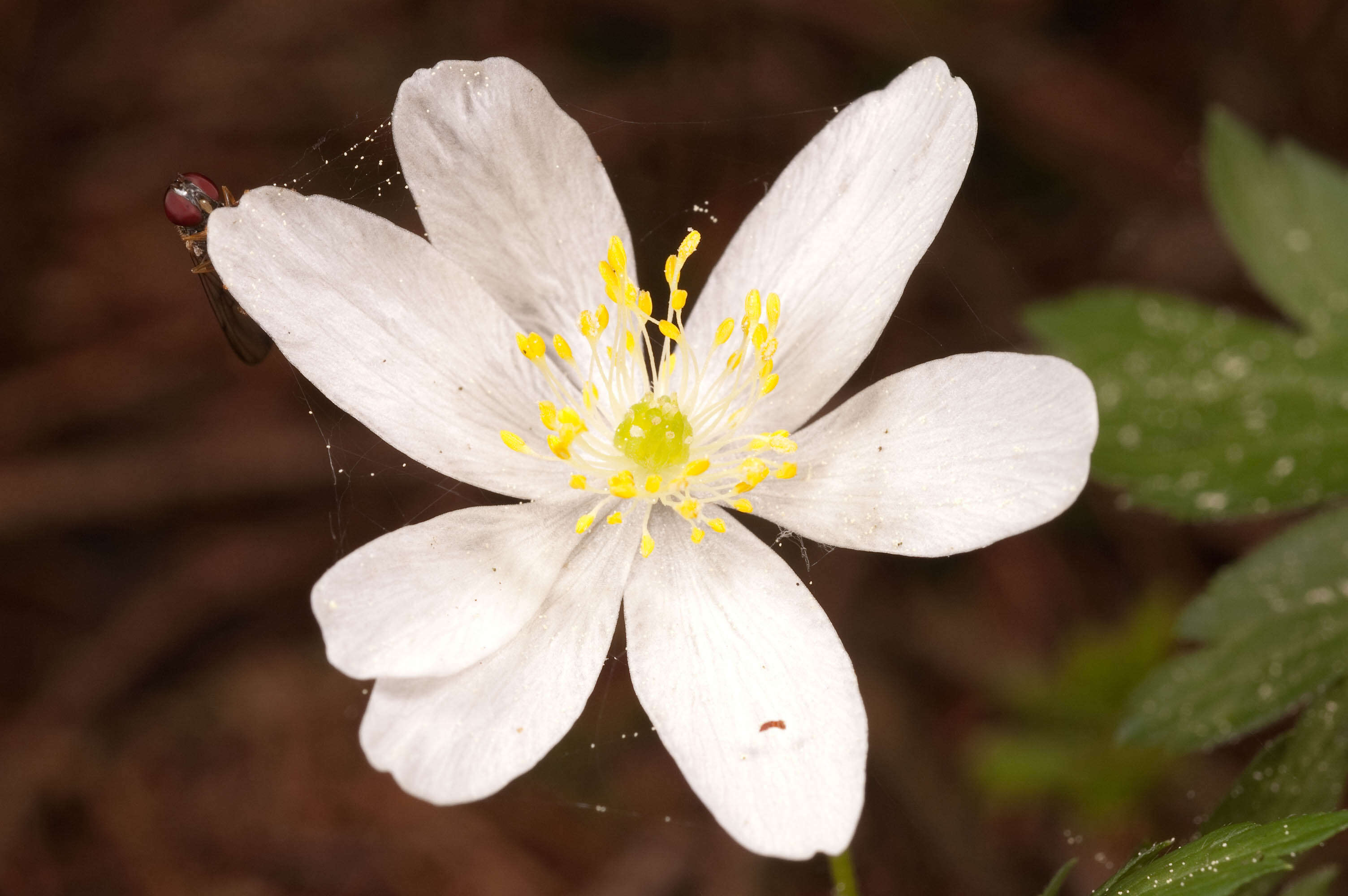 Image of anemone