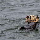 Image of Southern sea otter