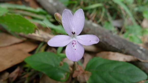 Pseuderanthemum variabile (R. Br.) Radlk. resmi