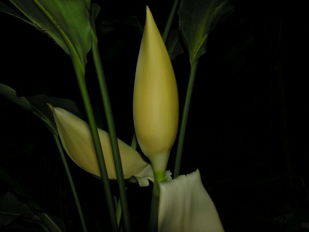 Image of Cyclanthus