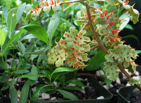 Isodendrion pyrifolium A. Gray resmi