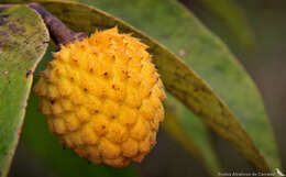 Image of Annona tomentosa R. E. Fr.