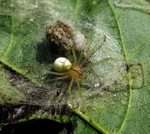 Image of Enoplognatha ovata (Clerck 1757)