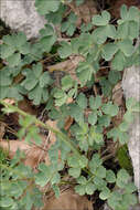 Image of Einsele's columbine