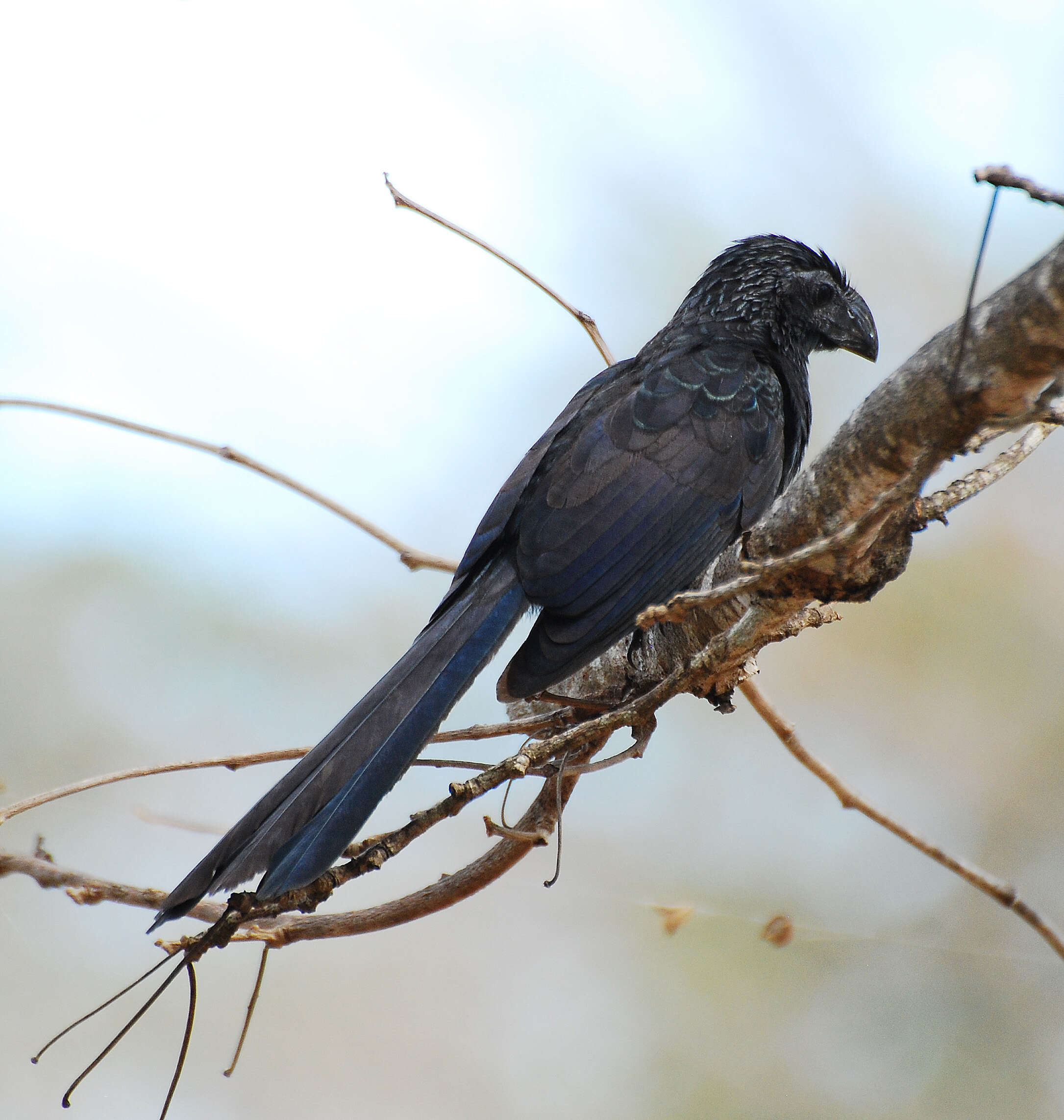 Imagem de Crotophaga Linnaeus 1758