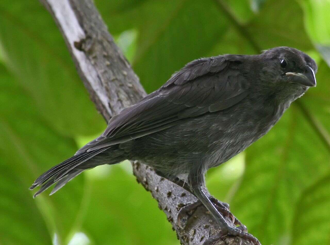 Image of Cowbird