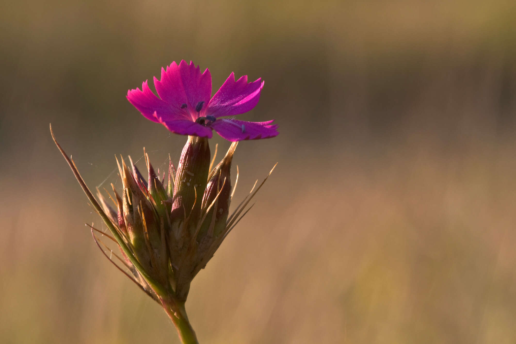 Image of pink