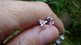 Imagem de Epidendrum fimbriatum Kunth