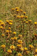 Image of Carlina hispanica subsp. hispanica