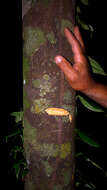 Image of Aptandraceae