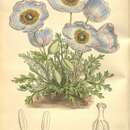 Image of Meconopsis bella Prain