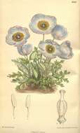 Image of Meconopsis