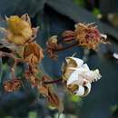 Image de Luehea grandiflora C. Mart.