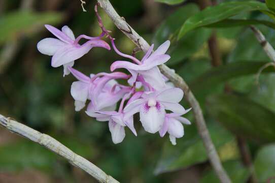 Image of Dendrobium intricatum Gagnep.