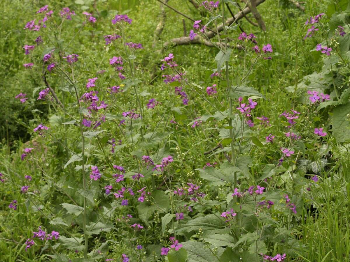 Image of lunaria