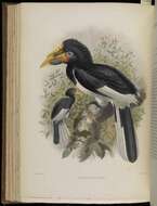 Image of Piping Hornbill