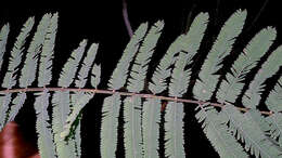 Image of acacia