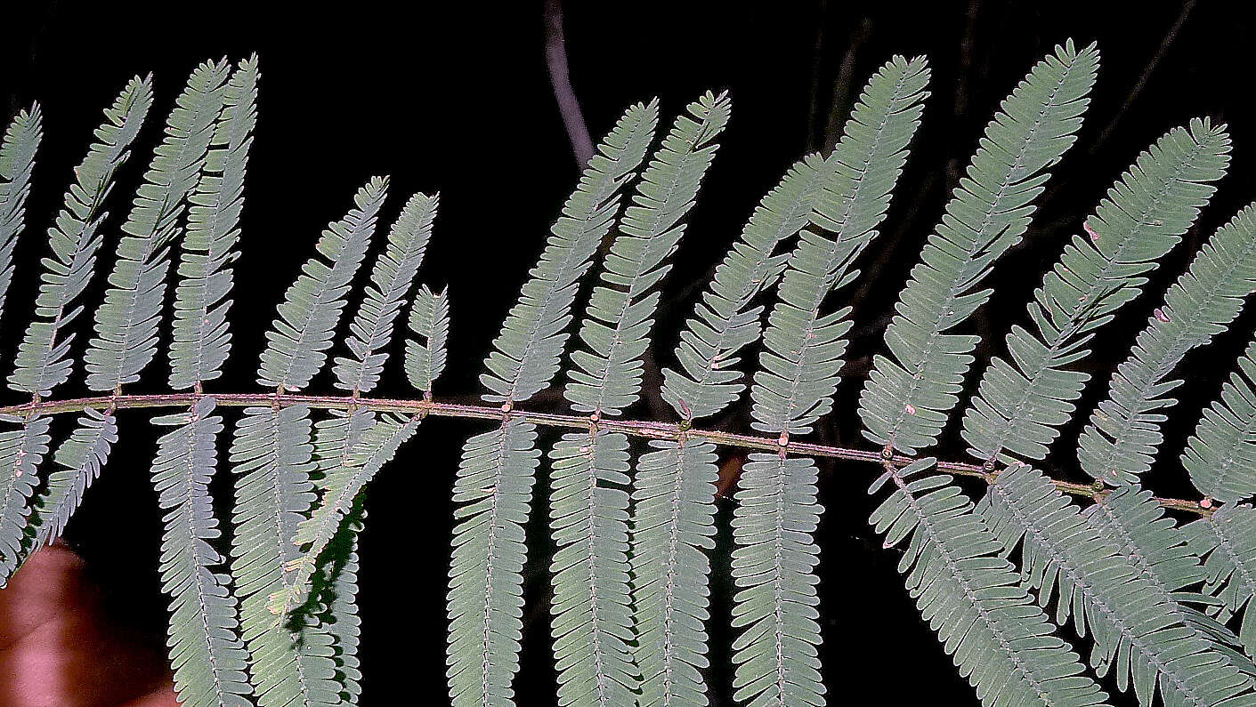 Image of acacia