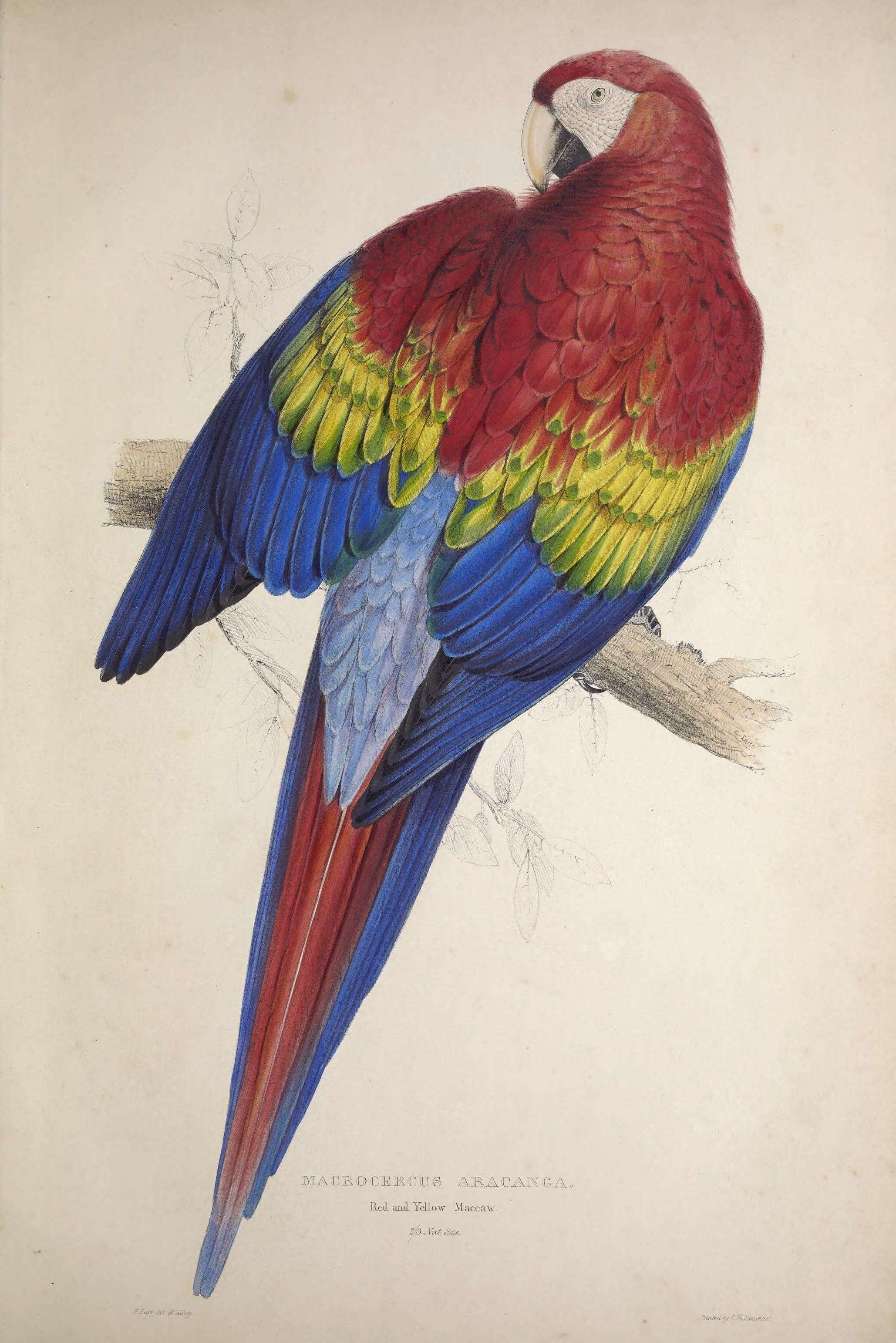 Image of Scarlet Macaw