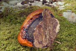 Image of Fomitopsis