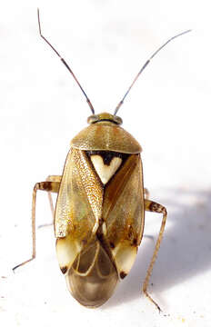 Image of Lygus Bugs