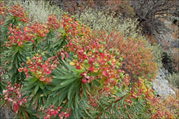 Слика од Euphorbia dendroides L.