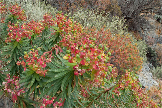 Слика од Euphorbia dendroides L.