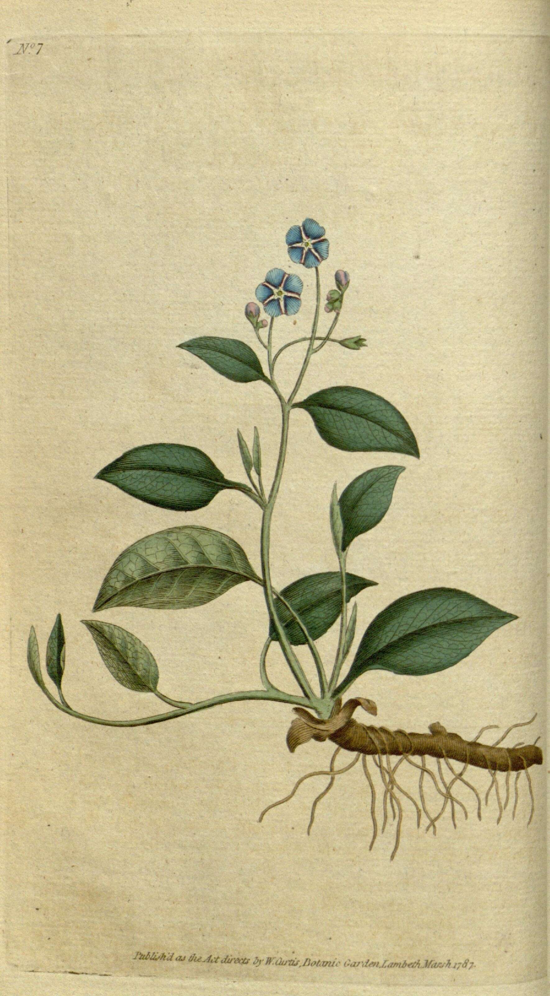 Omphalodes verna Moench的圖片