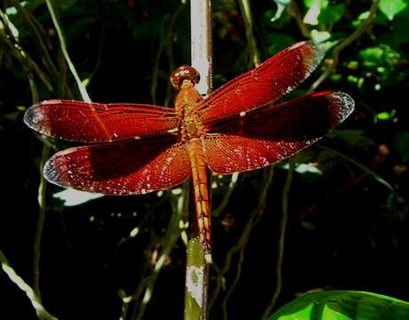 Image of Neurothemis terminata Ris 1911