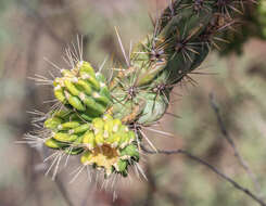 Image de Cylindropuntia imbricata (Haw.) F. M. Knuth