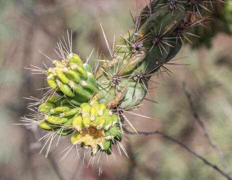 Image of Chollas