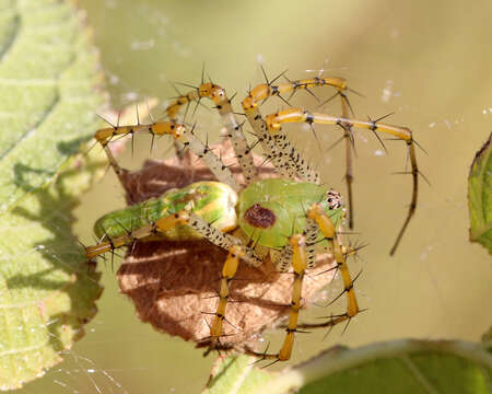 Image of Peucetia