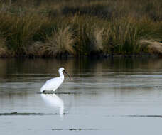 Image of spoonbill, eurasian spoonbill