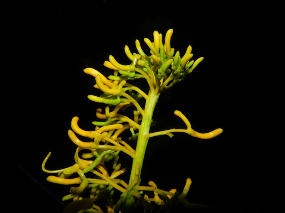 Image of Vochysia guatemalensis J. D. Smith