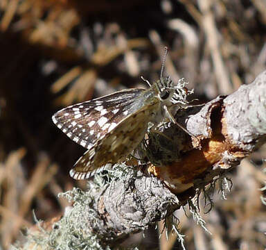 Image of Common Checkered Skipper
