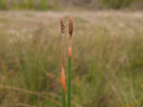 Plancia ëd Eleocharis dietrichiana Boeckeler