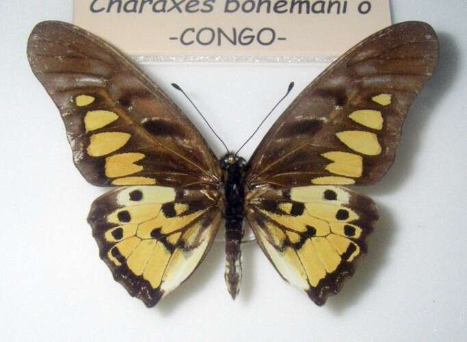 Graphium ridleyanus (White 1843) resmi