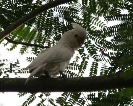 Image of Goffin's Cockatoo