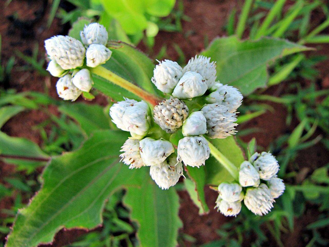 Image of Ichthyothere latifolia Baker