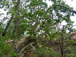 Imagem de Ficus abutilifolia (Miq.) Miq.