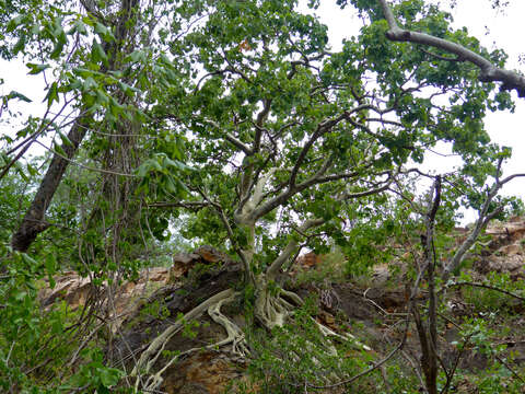 Imagem de Ficus abutilifolia (Miq.) Miq.