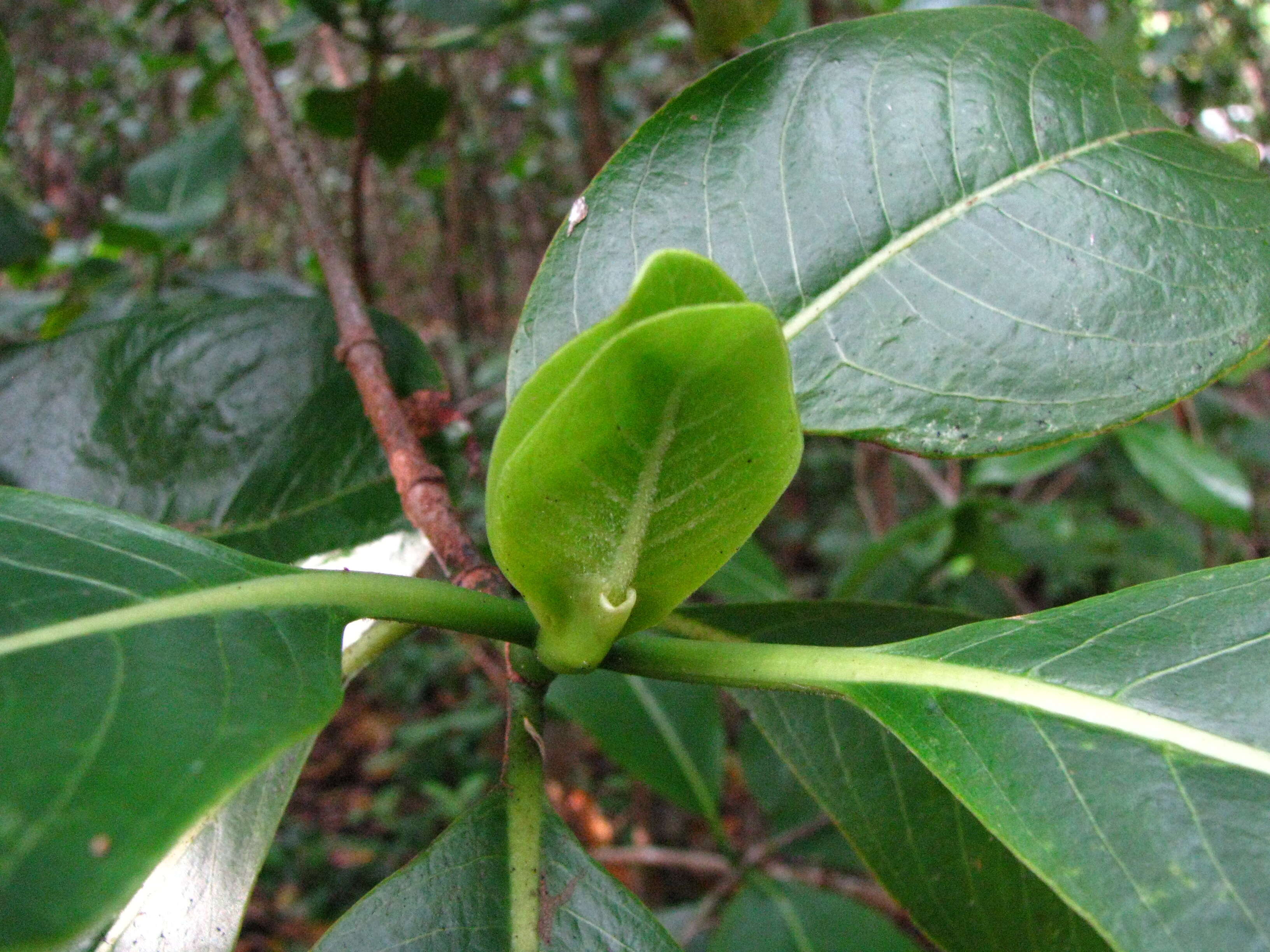 Plancia ëd Psychotria hawaiiensis (A. Gray) Fosberg