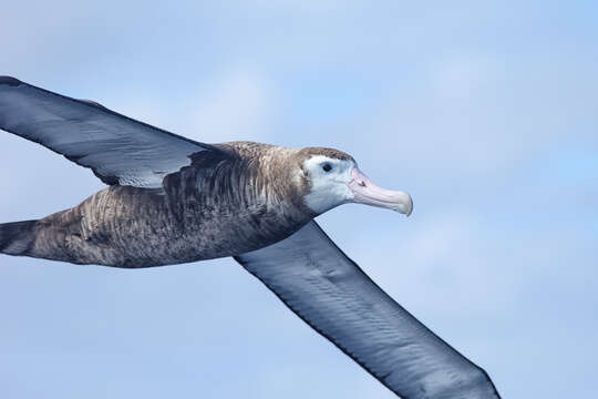 Image of Wandering albatross