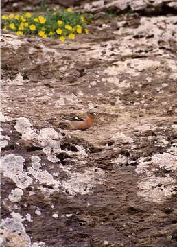 Image of Fringilla Linnaeus 1758