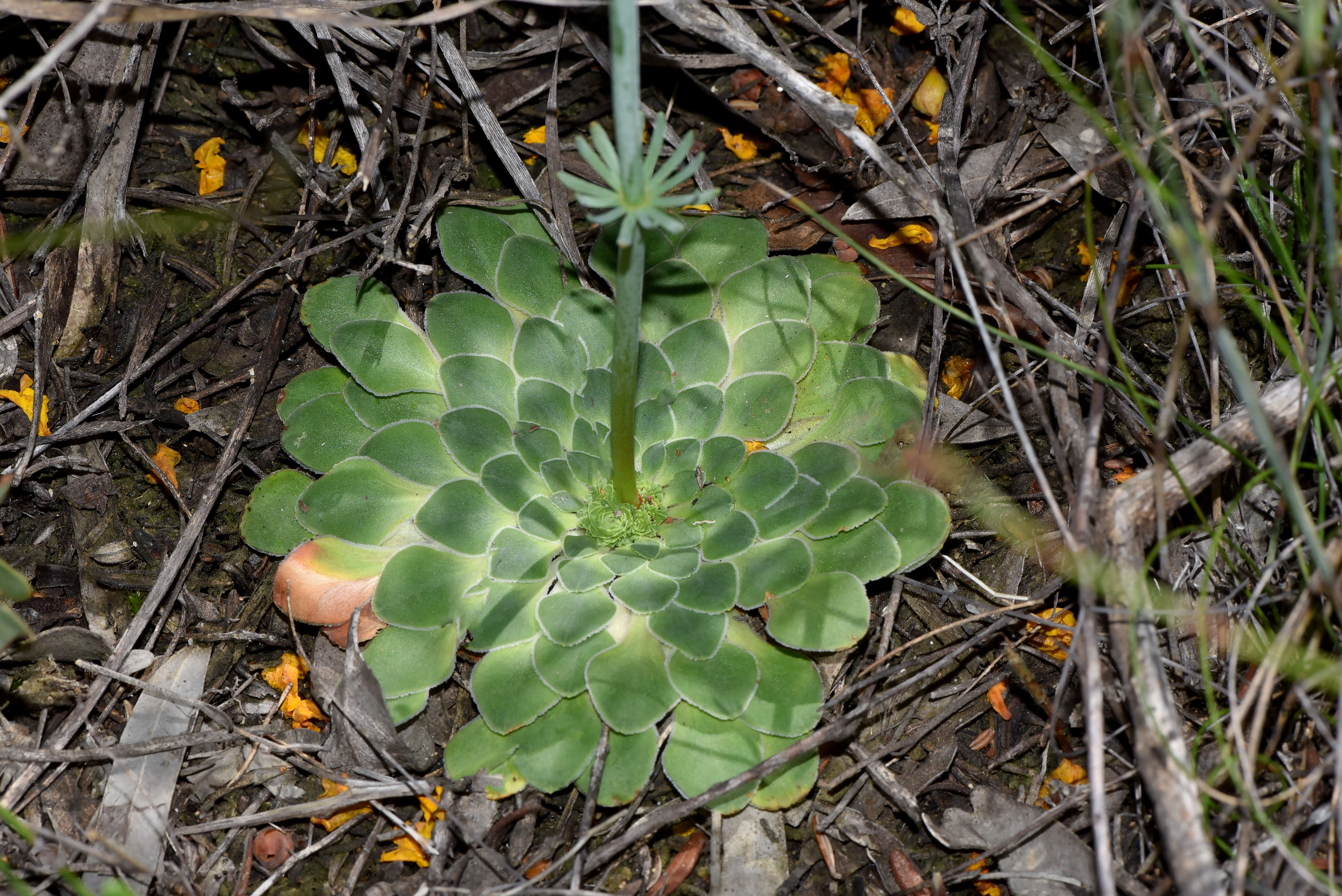 Image de Stylidium hymenocraspedum Wege